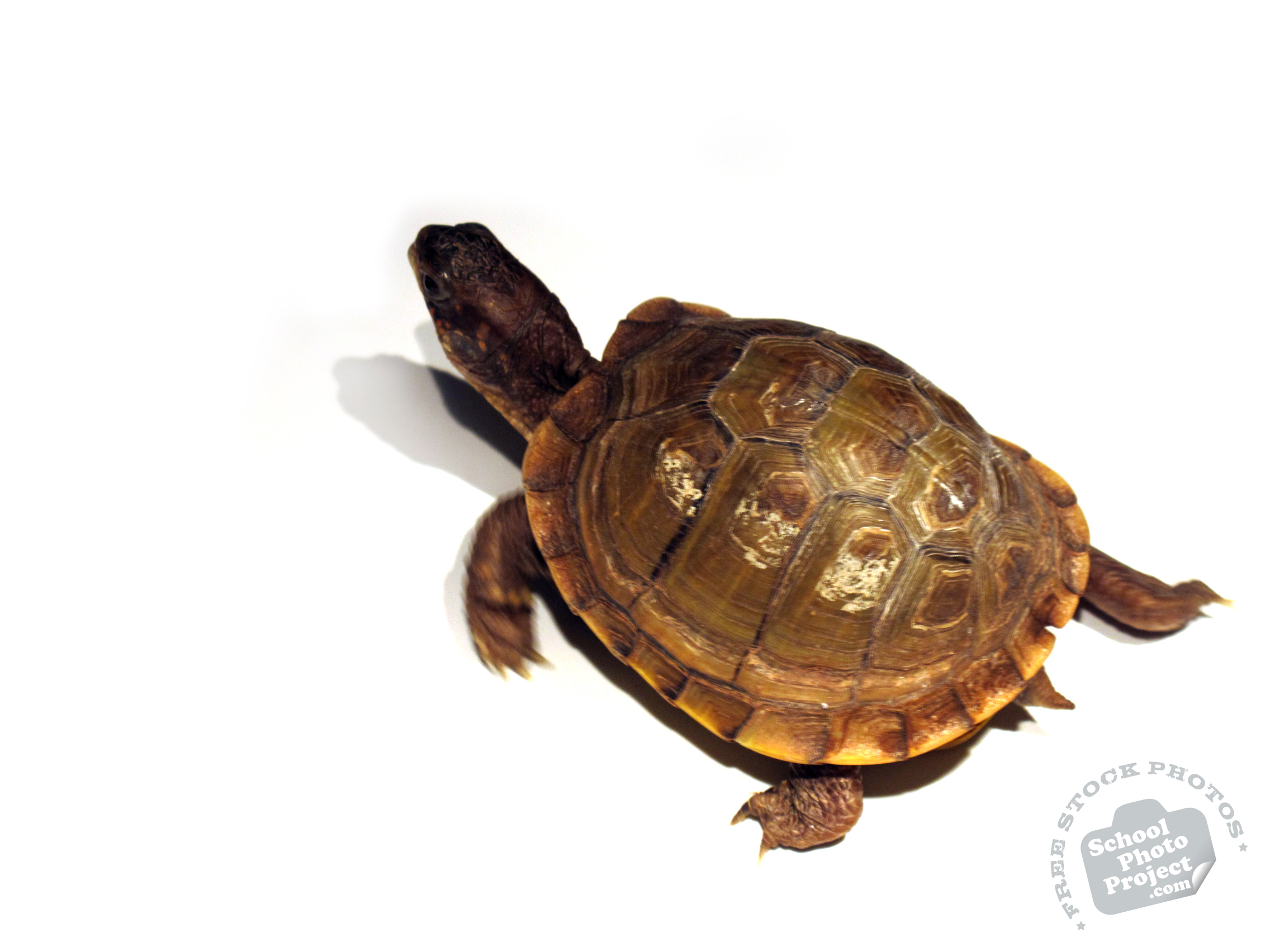 Detail Turtles Images Free Nomer 26