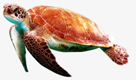 Detail Turtles Images Free Nomer 27