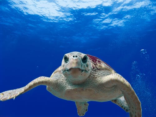 Detail Turtles Images Free Nomer 28