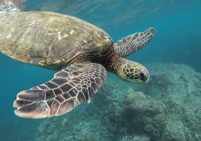 Detail Turtles Images Free Nomer 32