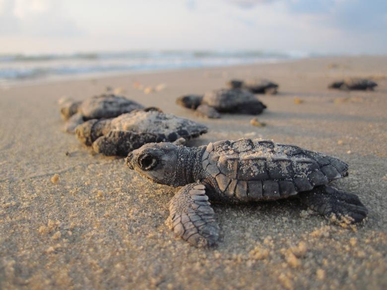 Detail Turtles Images Free Nomer 33