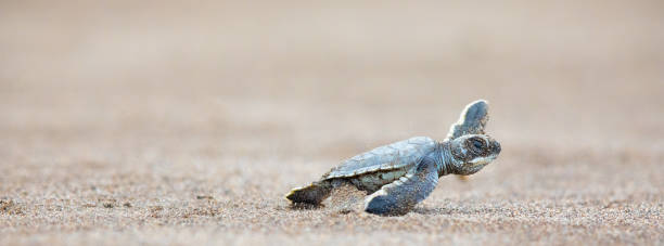 Detail Turtles Images Free Nomer 34