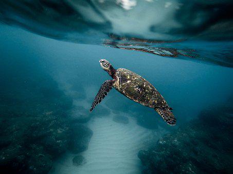Detail Turtles Images Free Nomer 36
