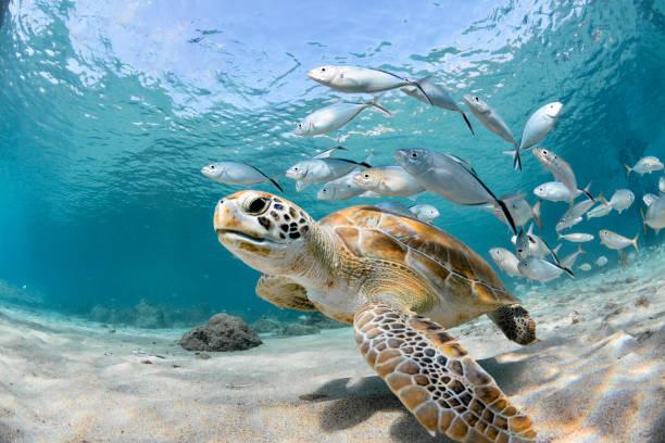 Detail Turtles Images Free Nomer 5