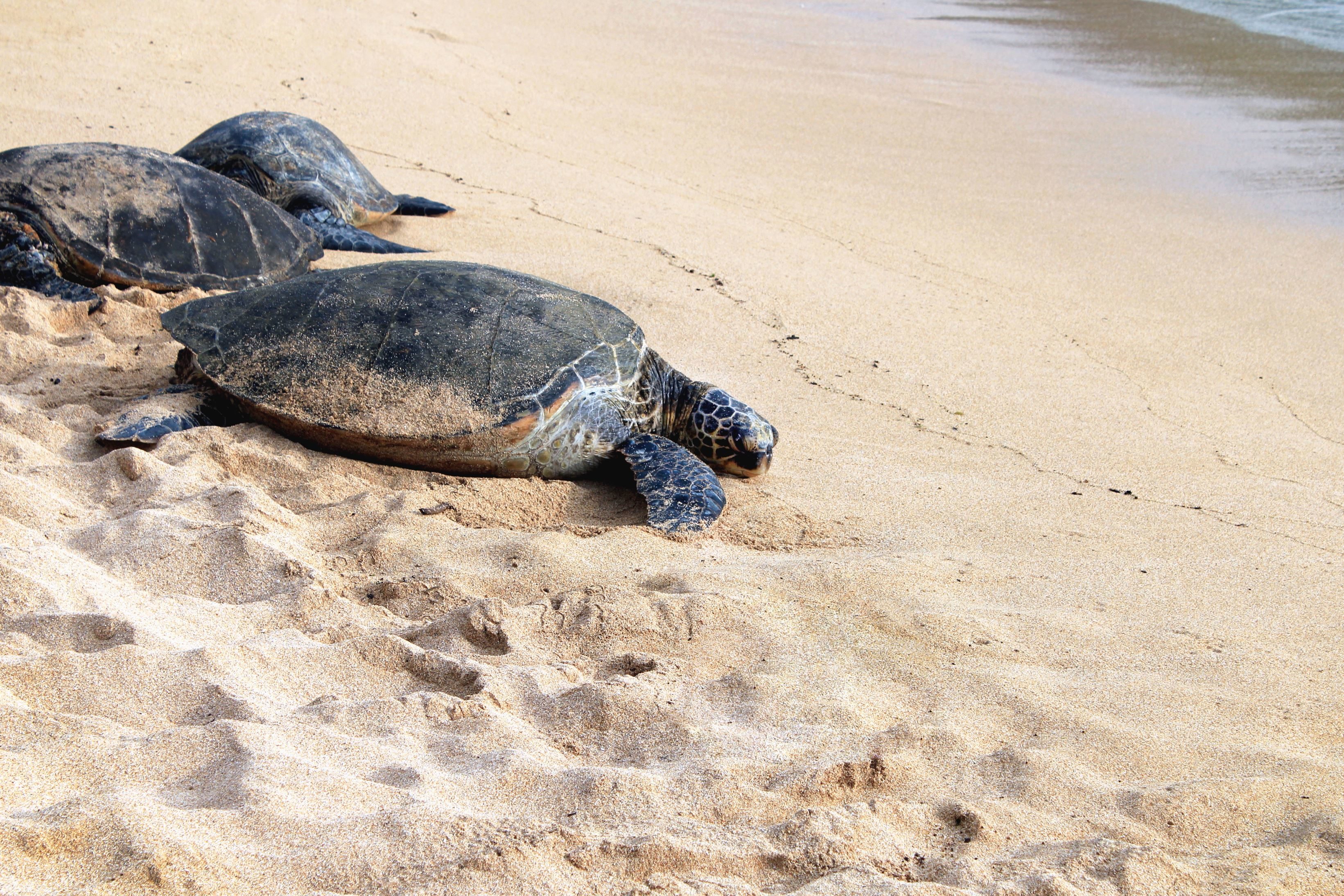 Detail Turtles Images Free Nomer 38