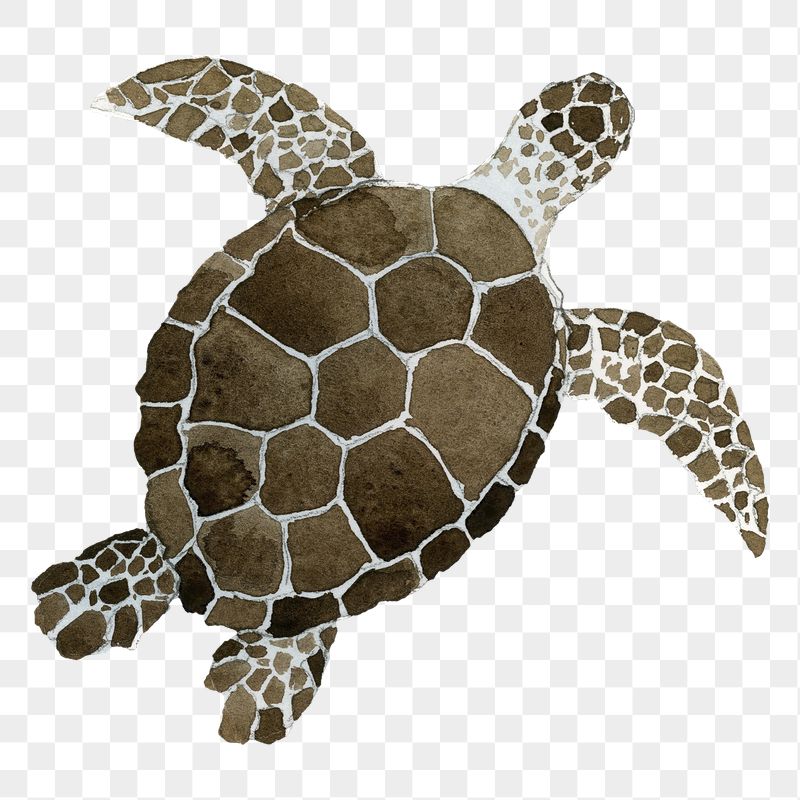 Detail Turtles Images Free Nomer 42
