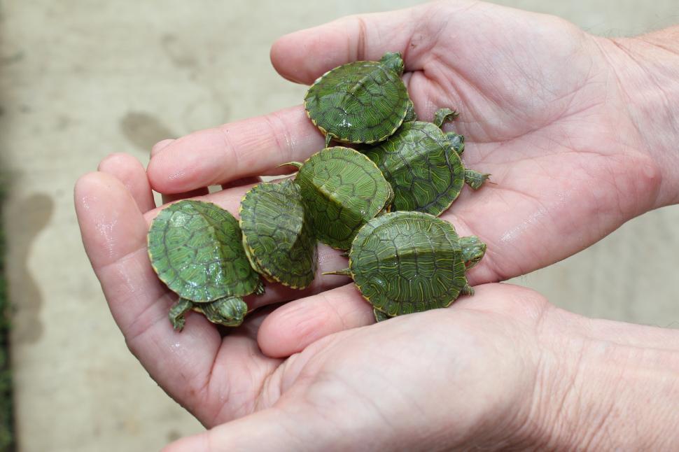 Detail Turtles Images Free Nomer 43
