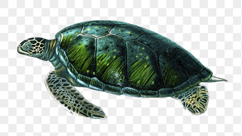 Detail Turtles Images Free Nomer 44