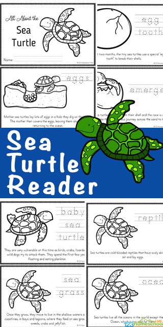 Detail Turtles Images Free Nomer 45