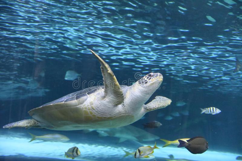 Detail Turtles Images Free Nomer 46