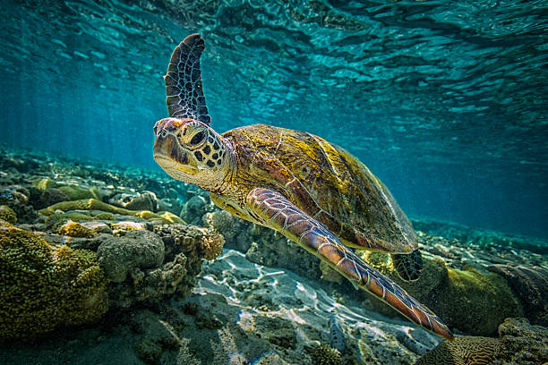Detail Turtles Images Free Nomer 6