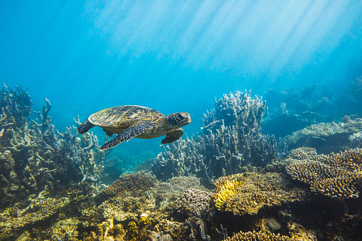 Detail Turtles Images Free Nomer 47