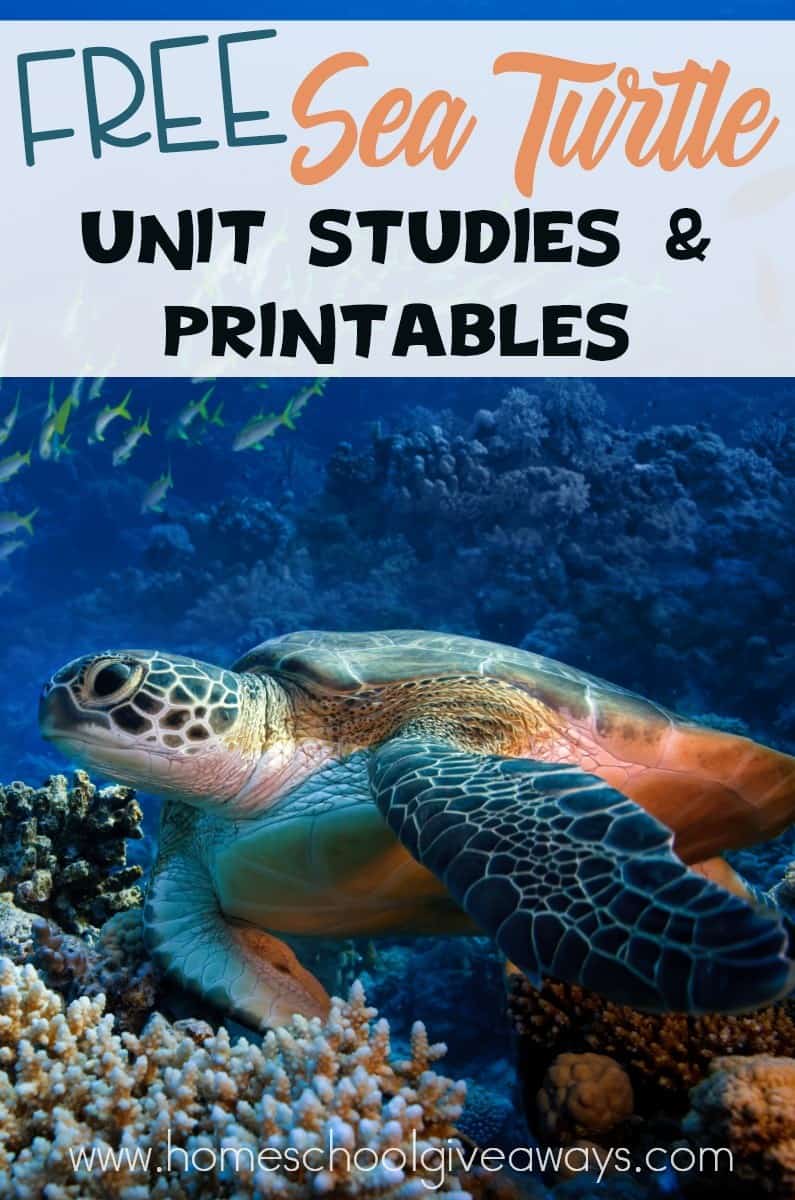 Detail Turtles Images Free Nomer 48
