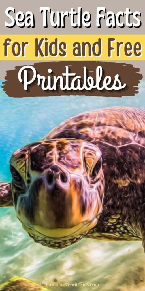 Detail Turtles Images Free Nomer 49