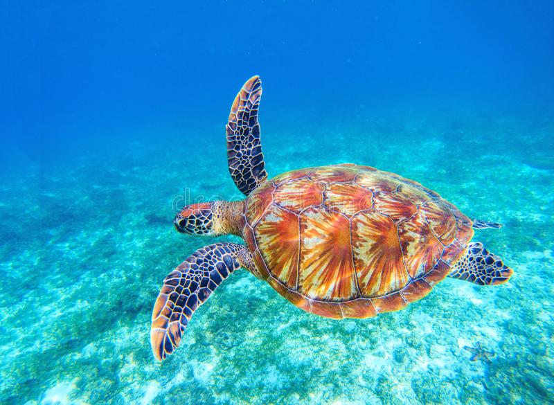 Detail Turtles Images Free Nomer 50