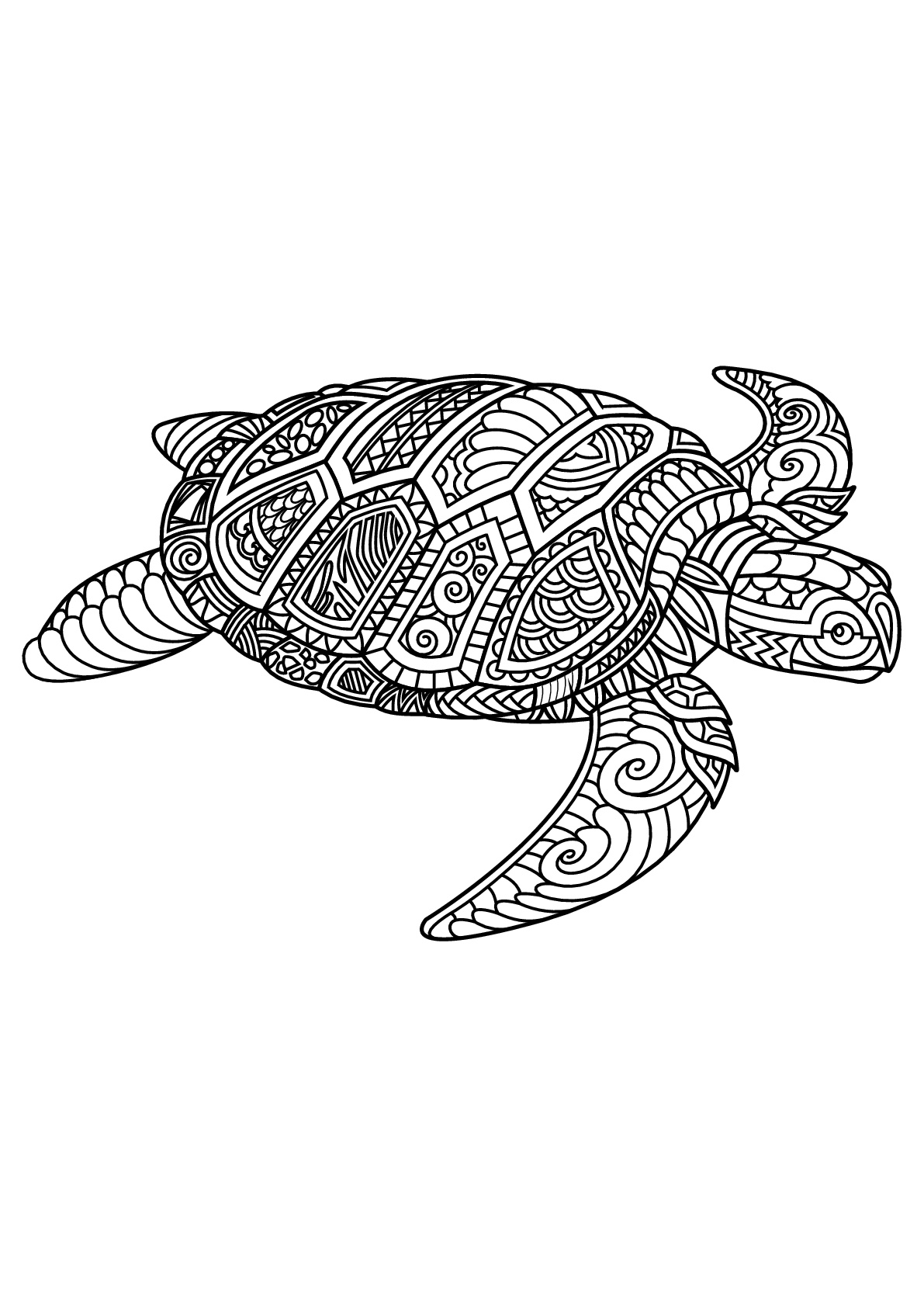 Detail Turtles Images Free Nomer 51