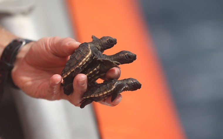 Detail Turtles Images Free Nomer 54