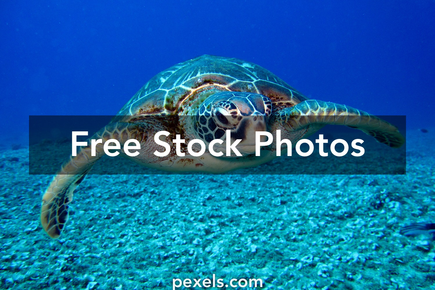 Detail Turtles Images Free Nomer 7