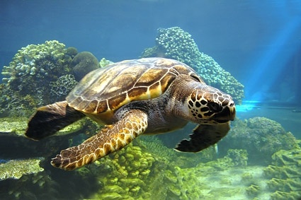 Detail Turtles Images Free Nomer 8