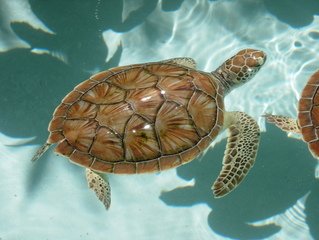 Detail Turtles Images Free Nomer 9