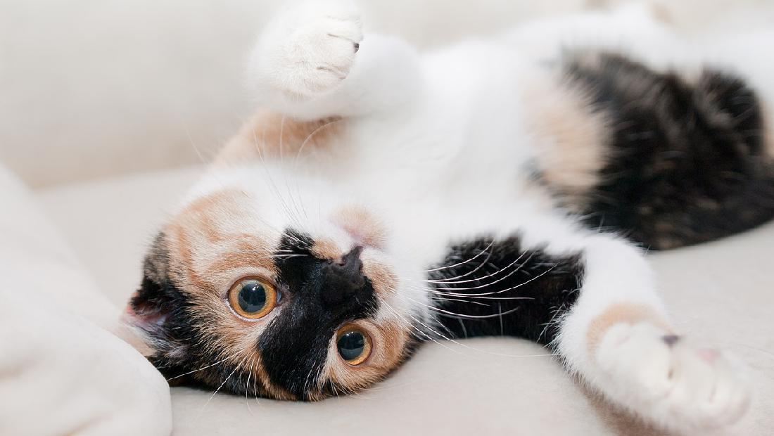 Detail Tutorial Gambar Kucing Nomer 35