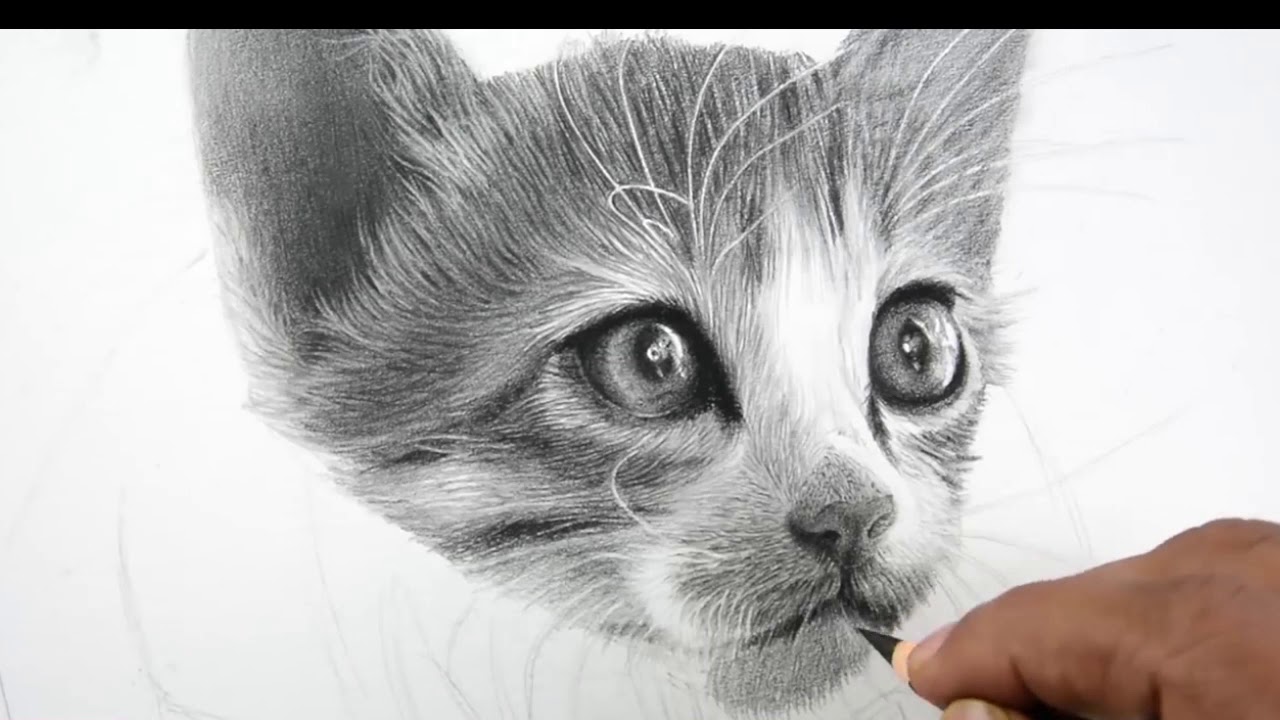 Detail Tutorial Gambar Kucing Nomer 47