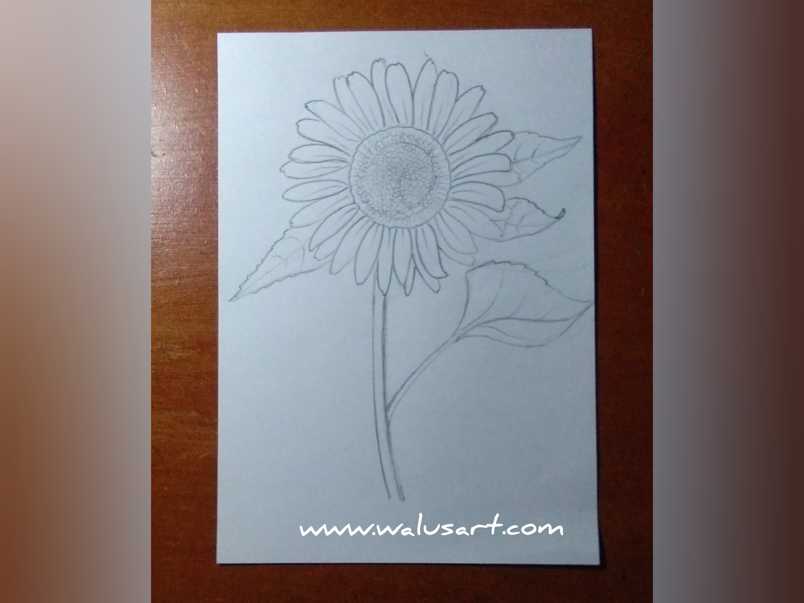 Detail Tutorial Menggambar Bunga Nomer 47