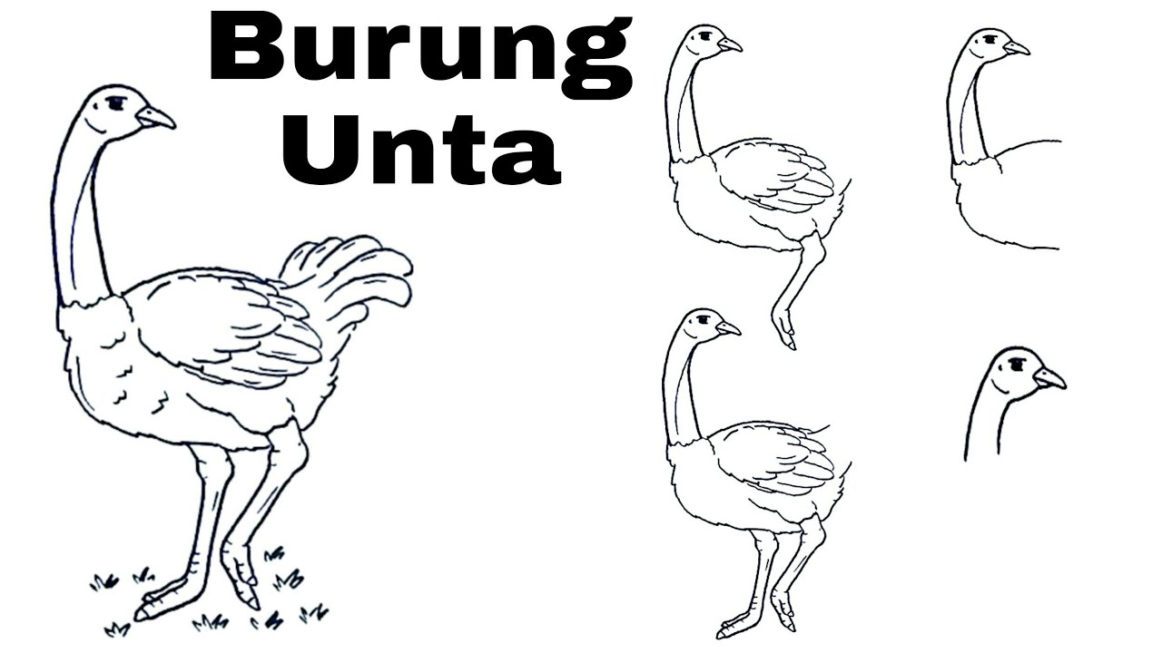 Detail Tutorial Menggambar Burung Nomer 20