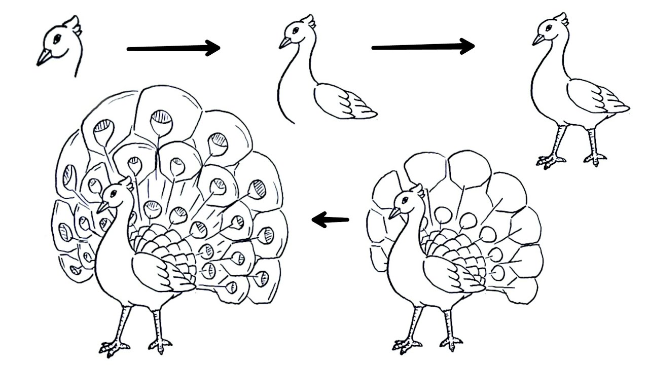 Detail Tutorial Menggambar Burung Nomer 43