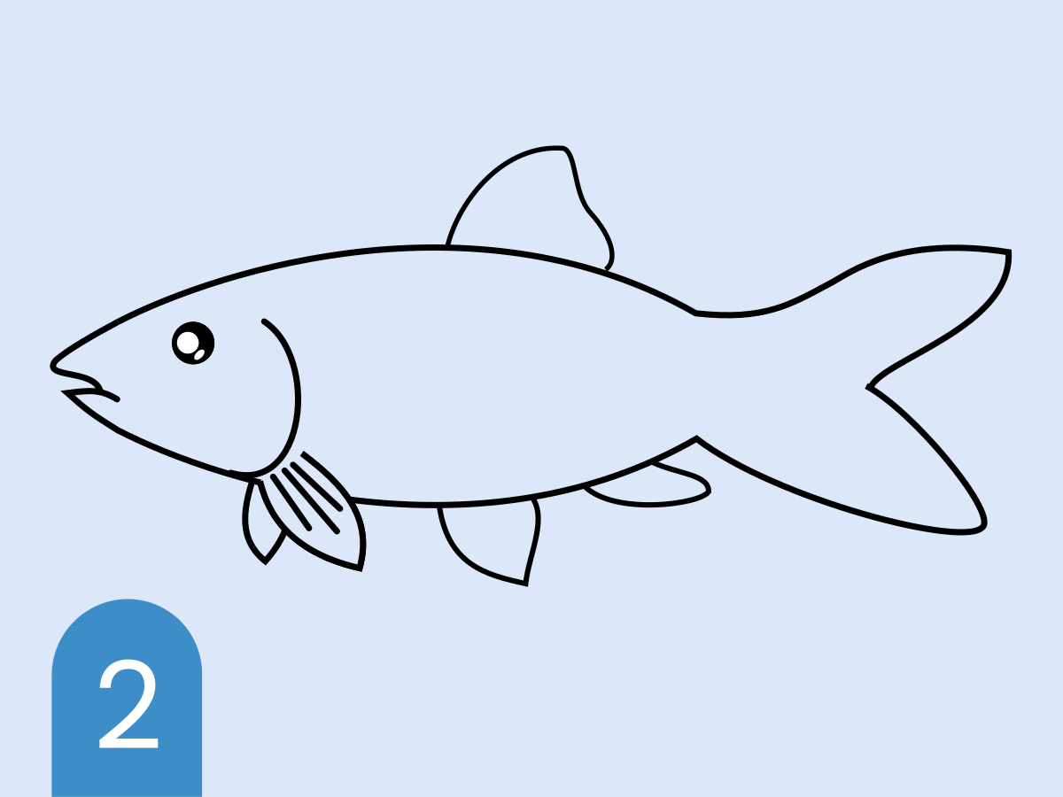 Detail Tutorial Menggambar Ikan Nomer 14