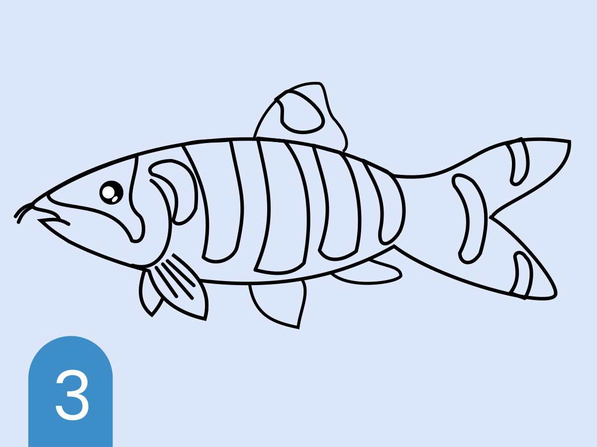 Detail Tutorial Menggambar Ikan Nomer 41