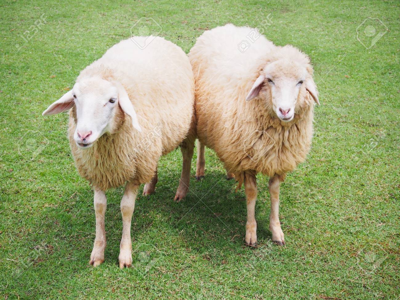 Two Sheeps - KibrisPDR