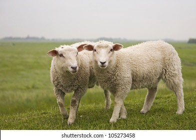 Detail Two Sheeps Nomer 2