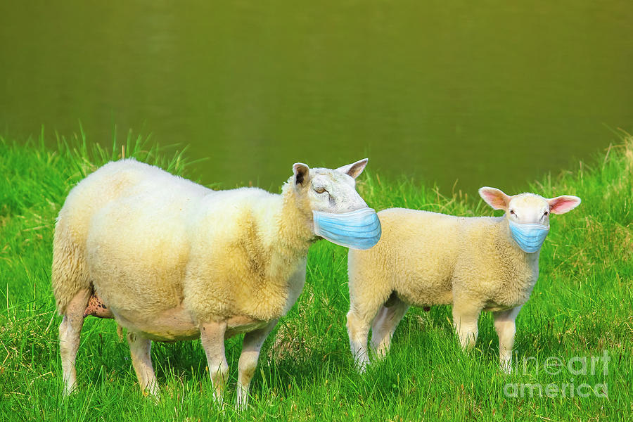 Detail Two Sheeps Nomer 11