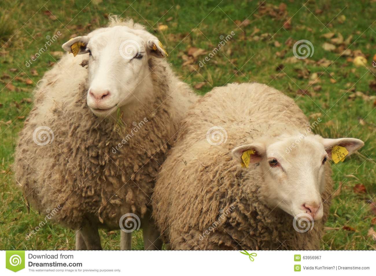 Detail Two Sheeps Nomer 12