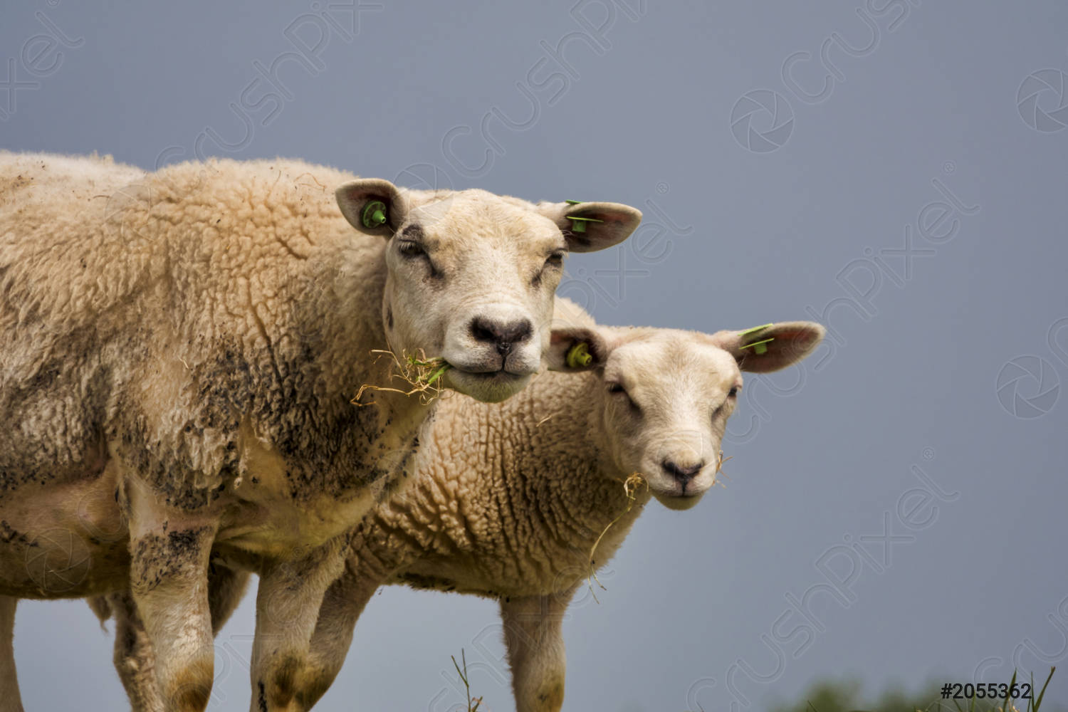 Detail Two Sheeps Nomer 20