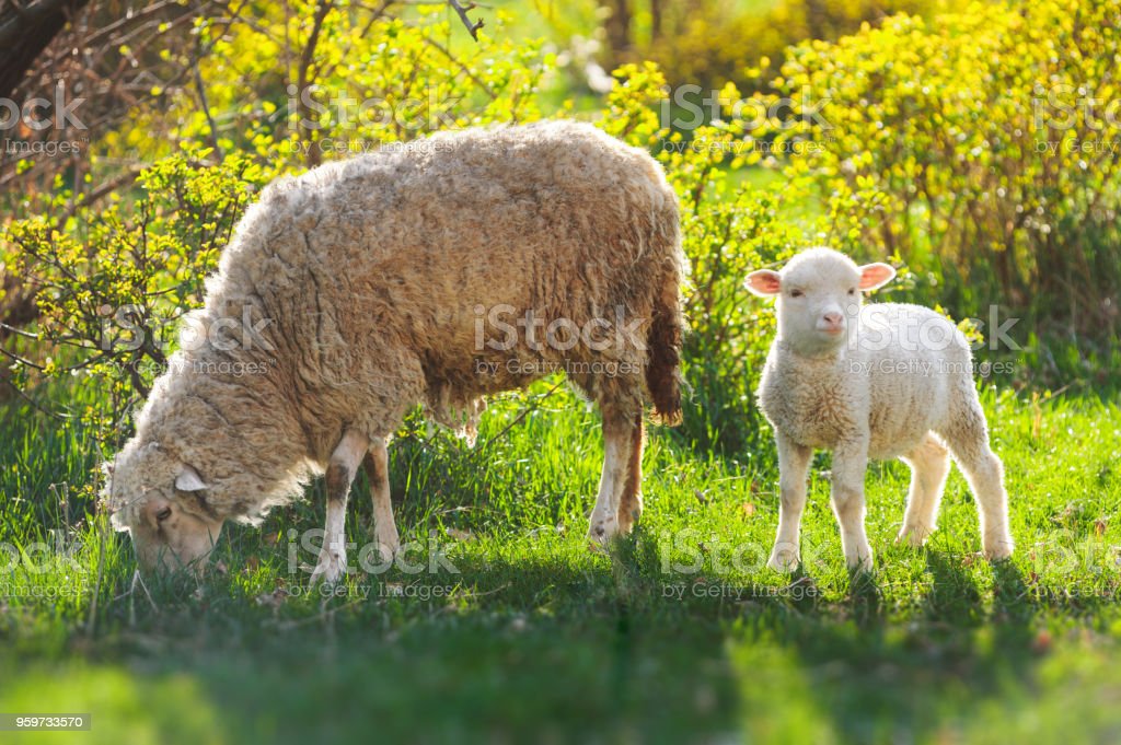 Detail Two Sheeps Nomer 25