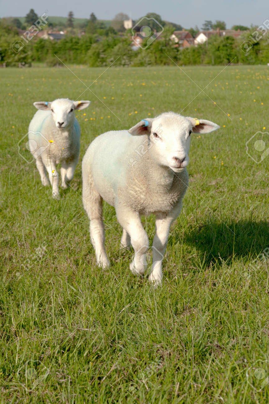 Detail Two Sheeps Nomer 28