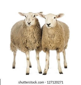 Detail Two Sheeps Nomer 5