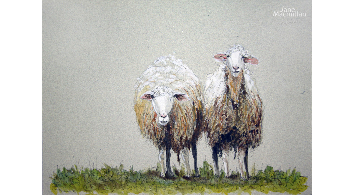 Detail Two Sheeps Nomer 39