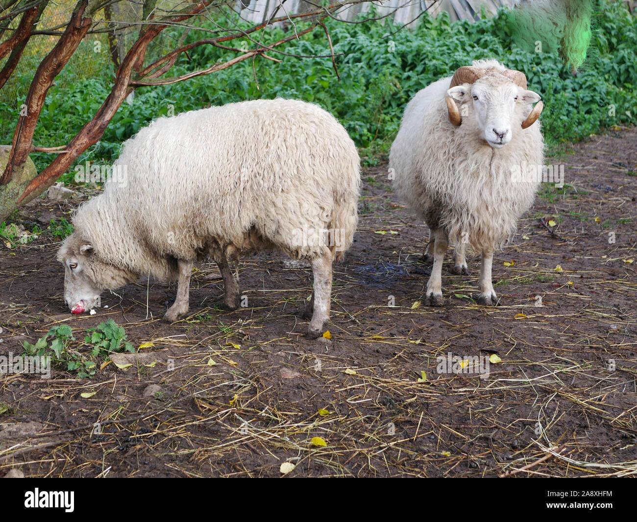 Detail Two Sheeps Nomer 40