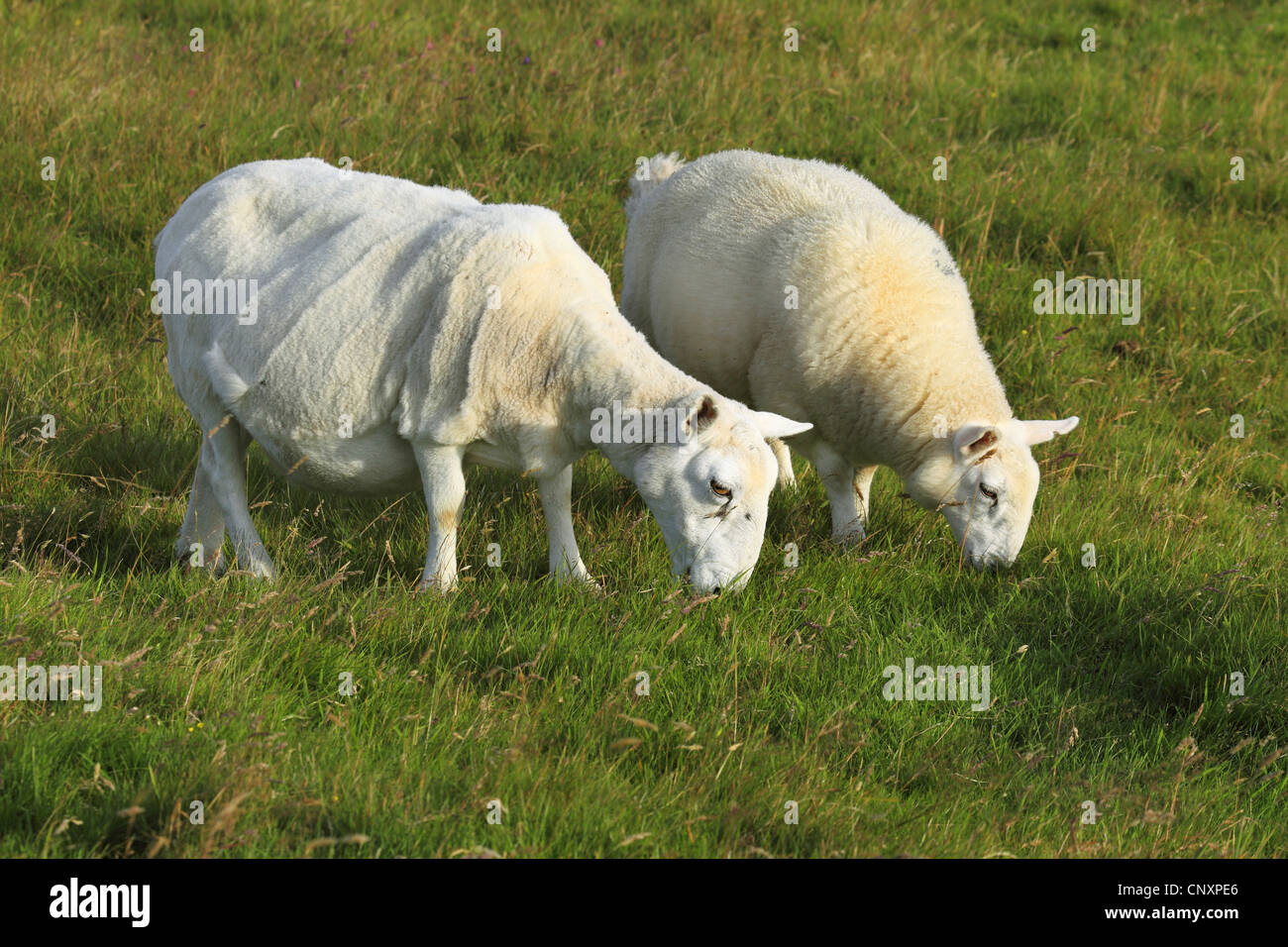 Detail Two Sheeps Nomer 42