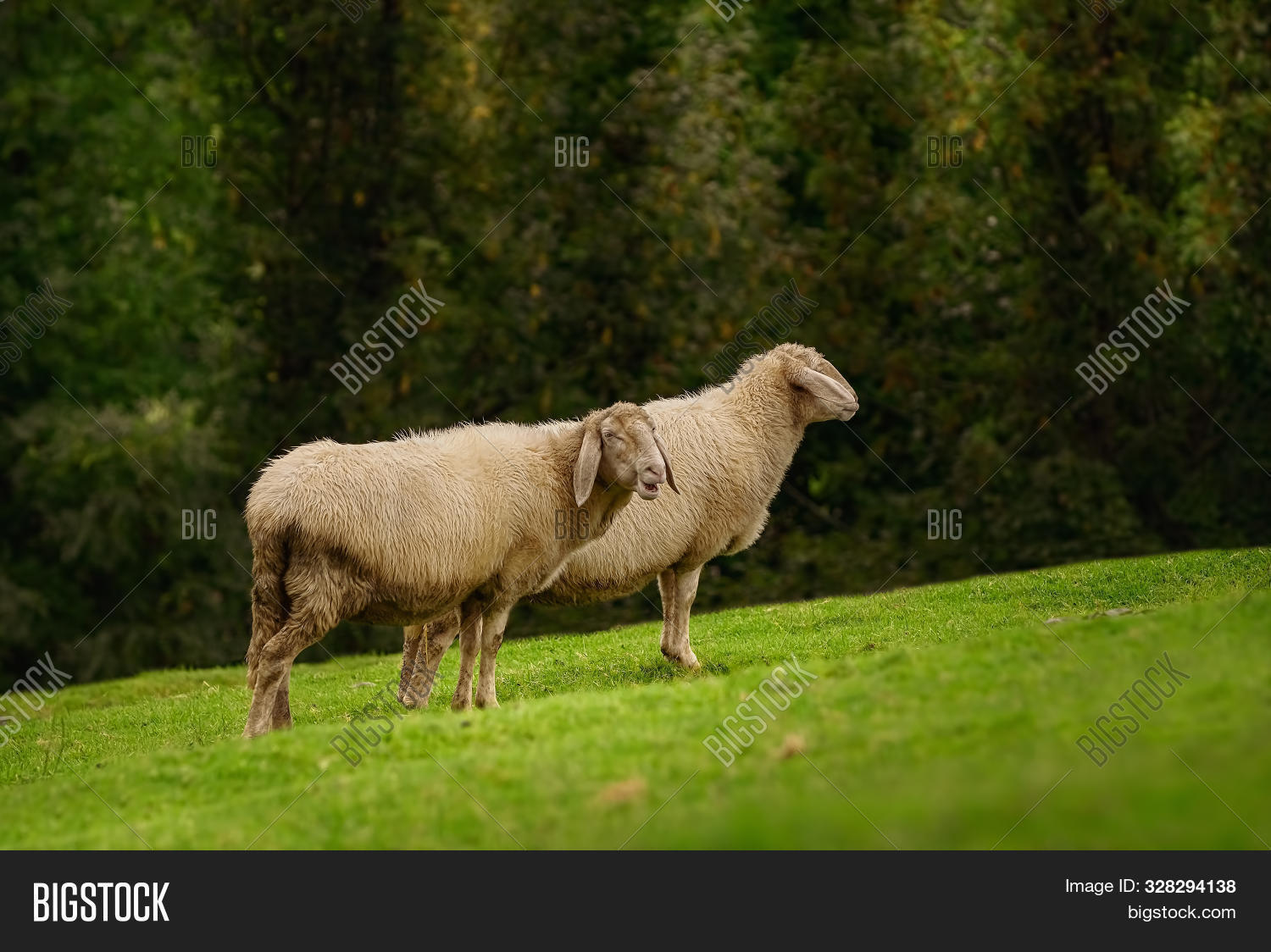 Detail Two Sheeps Nomer 45