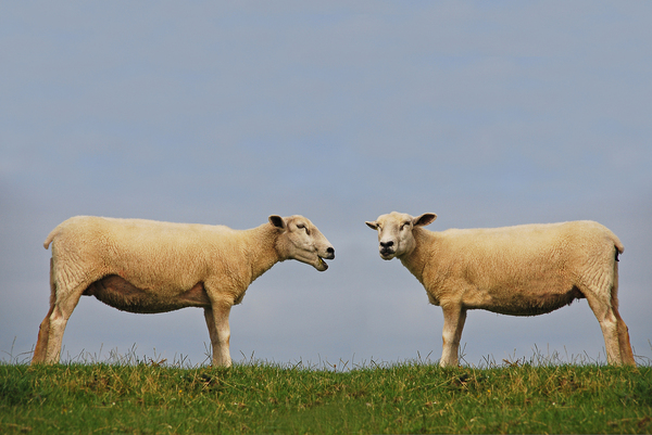 Detail Two Sheeps Nomer 46
