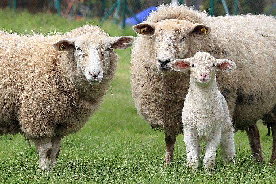 Detail Two Sheeps Nomer 48