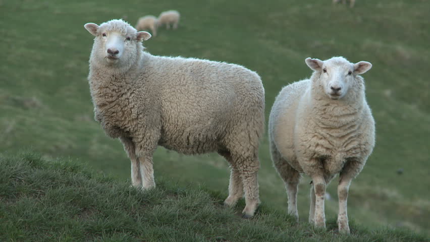 Detail Two Sheeps Nomer 53