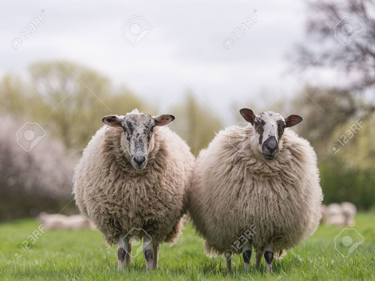 Detail Two Sheeps Nomer 55