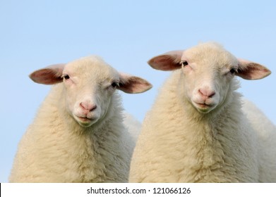 Detail Two Sheeps Nomer 7