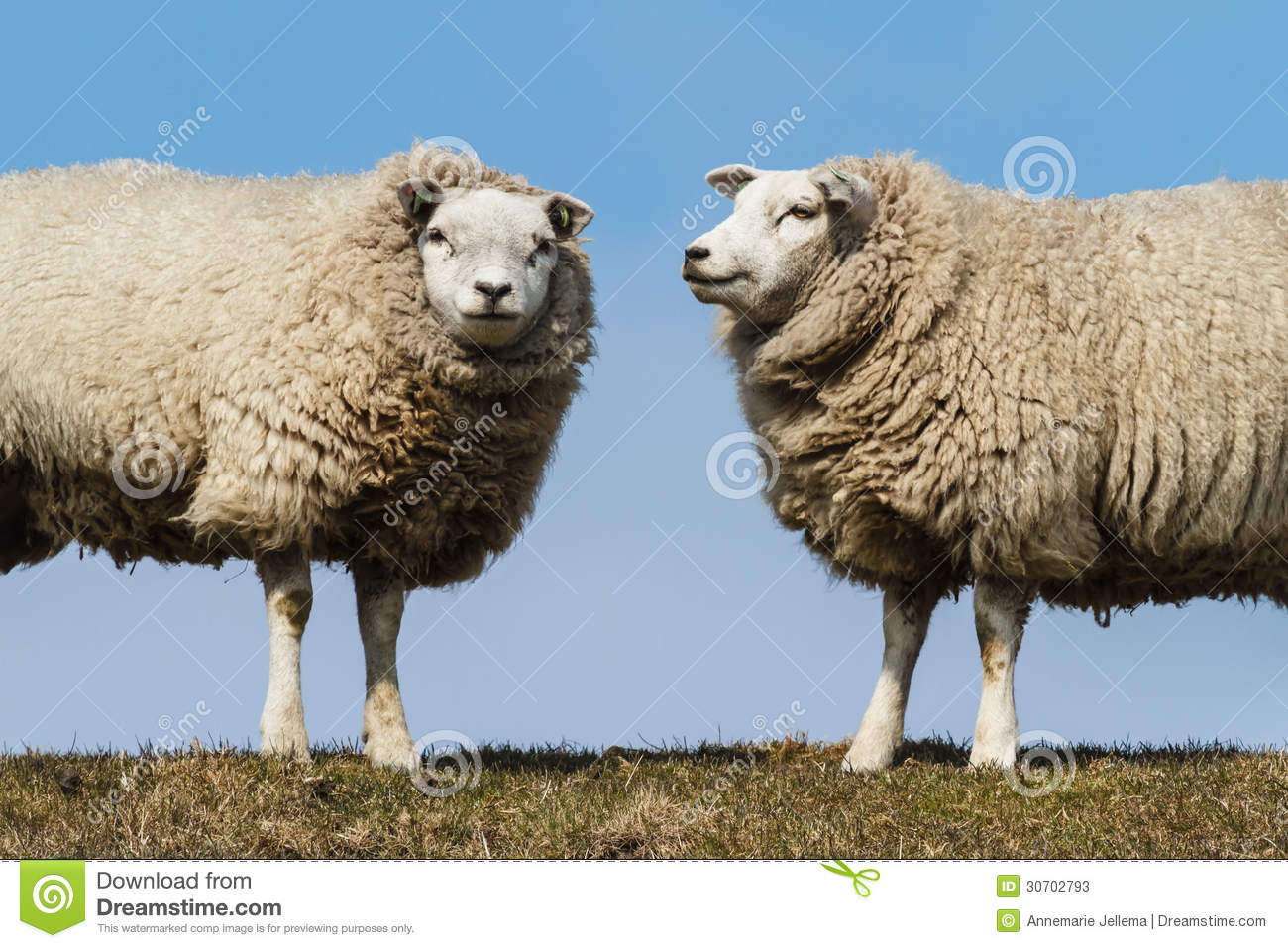 Detail Two Sheeps Nomer 9