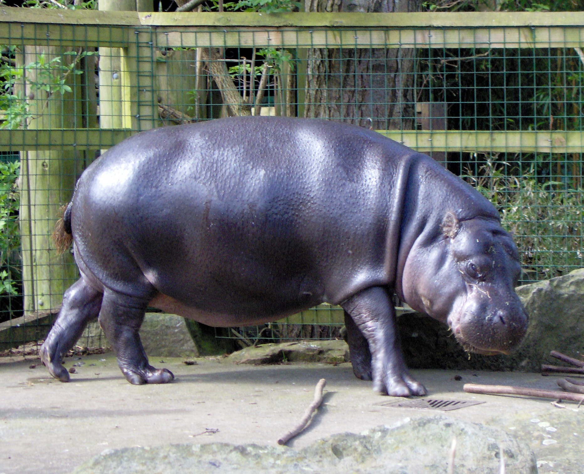 Detail Type Of Hippo Nomer 3